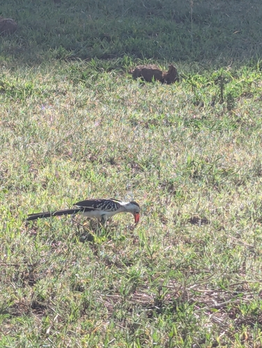 Northern Red-billed Hornbill (Tockus erythrorhynchus)
