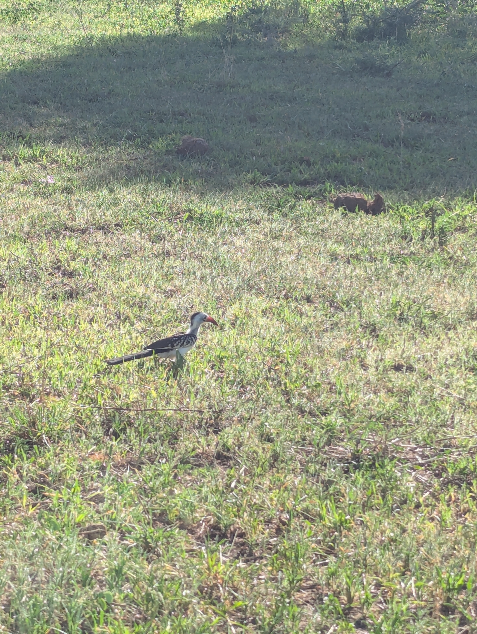 Northern Red-billed Hornbill (Tockus erythrorhynchus), photo 2