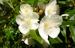 Eucryphia moorei