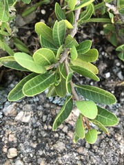 Schinus engleri