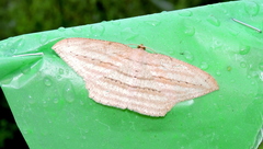 Calletaera postvittata