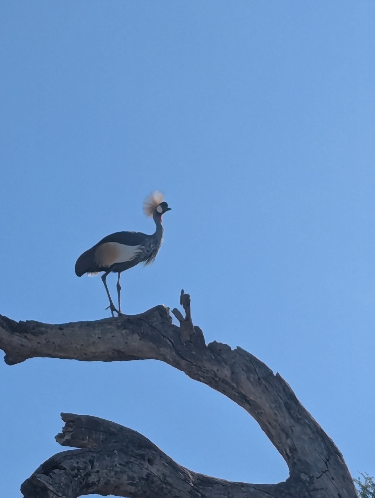 Grey Crowned Crane (Balearica regulorum), photo 3