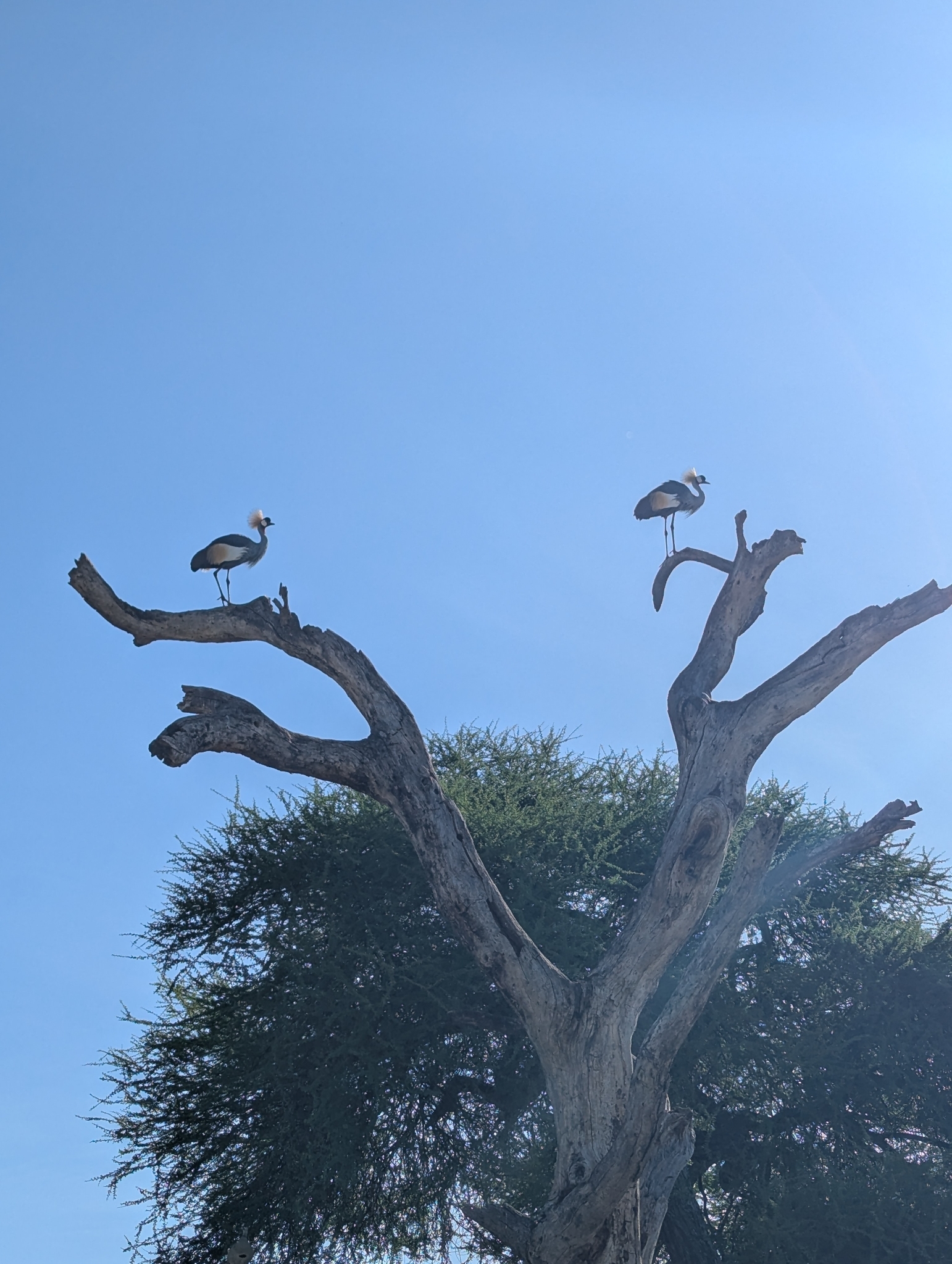 Grey Crowned Crane (Balearica regulorum), photo 4
