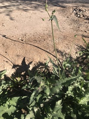 Sonchus oleraceus