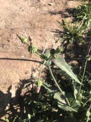 Sonchus oleraceus