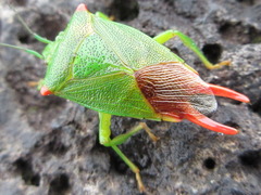 Acanthosoma labiduroides