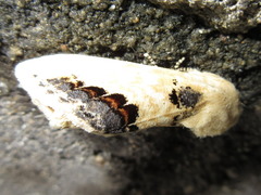 Phalera flavescens