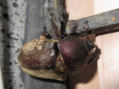 Trypoxylus dichotomus