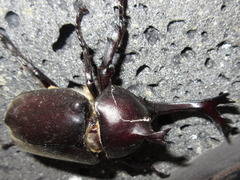 Trypoxylus dichotomus