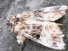 Callopistria repleta