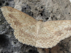Luxiaria mitorrhaphes
