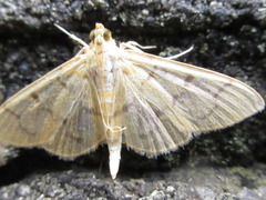Patania chlorophanta