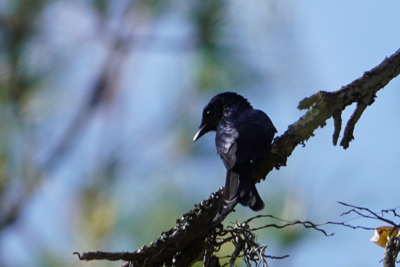 Bronzed Drongo (Dicrurus aeneus), photo 2