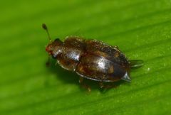 Epuraea imperialis