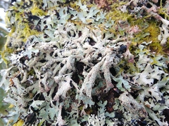 Parmelia submontana
