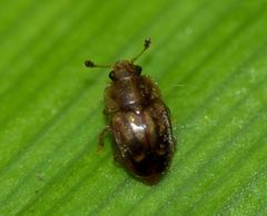 Epuraea imperialis