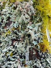 Parmelia submontana