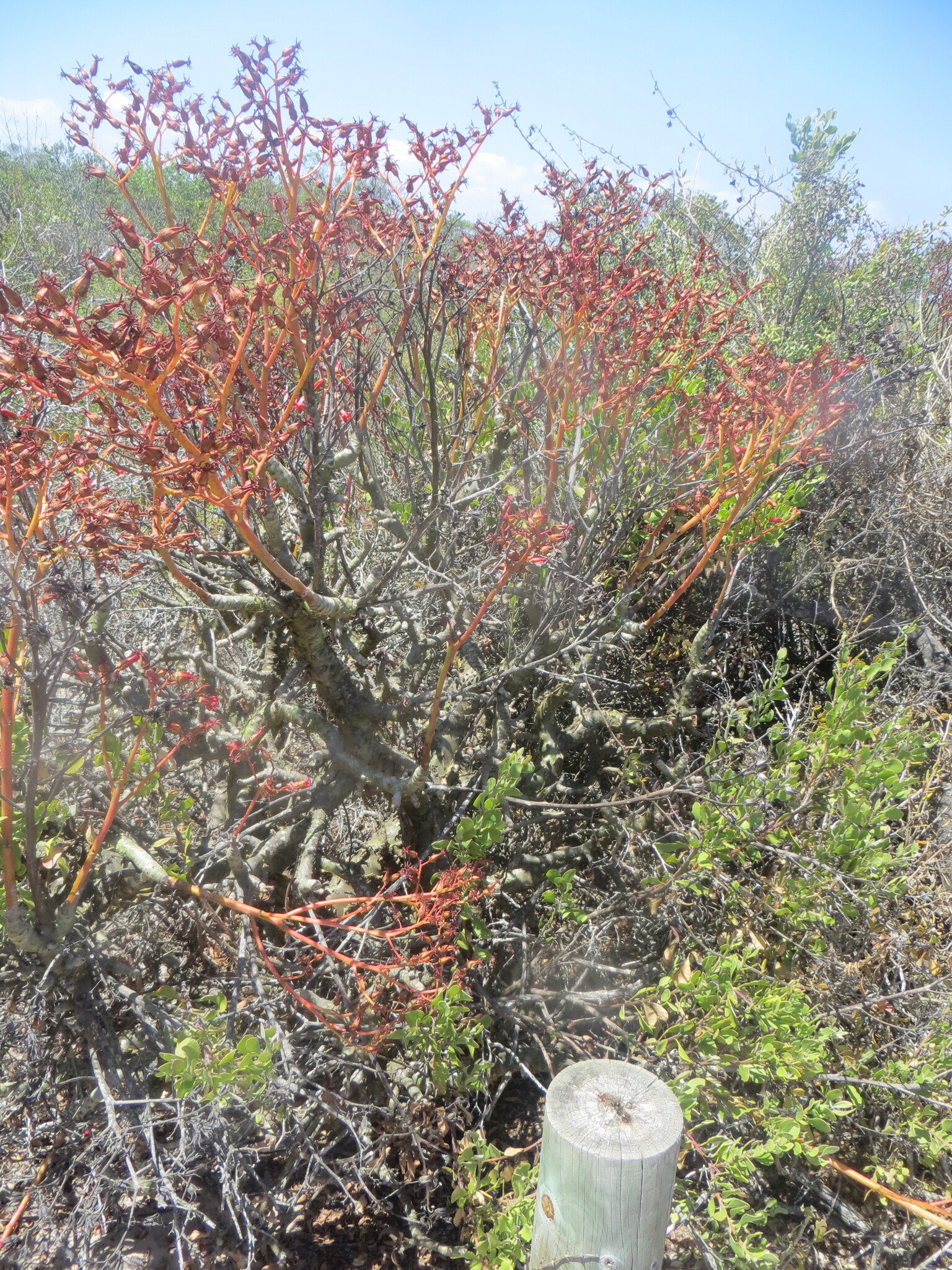 Imagem de Tylecodon paniculatus