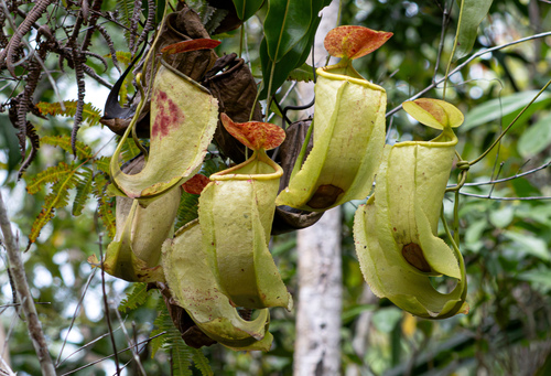 Nepenthes neoguineensis