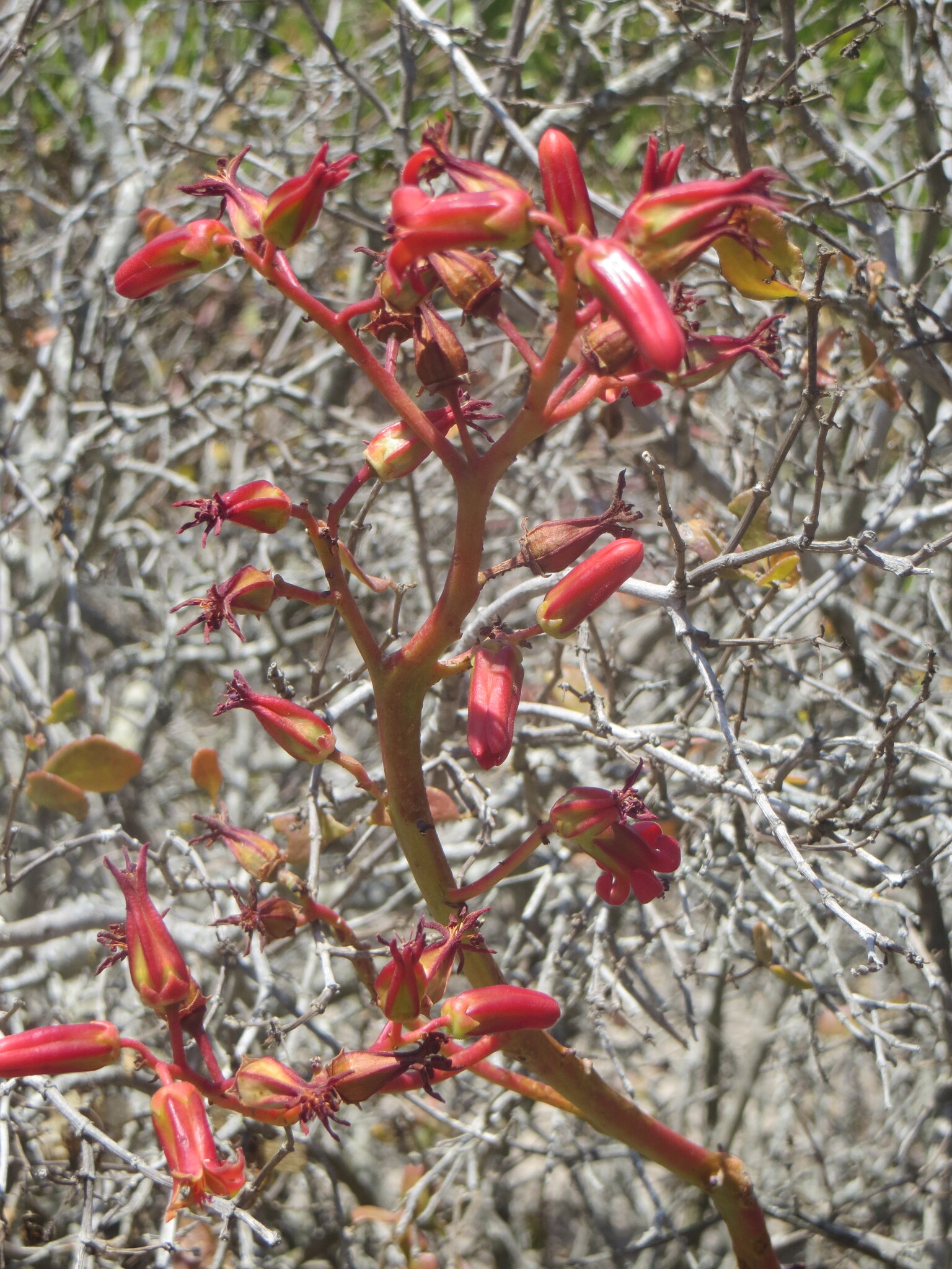 Imagem de Tylecodon paniculatus