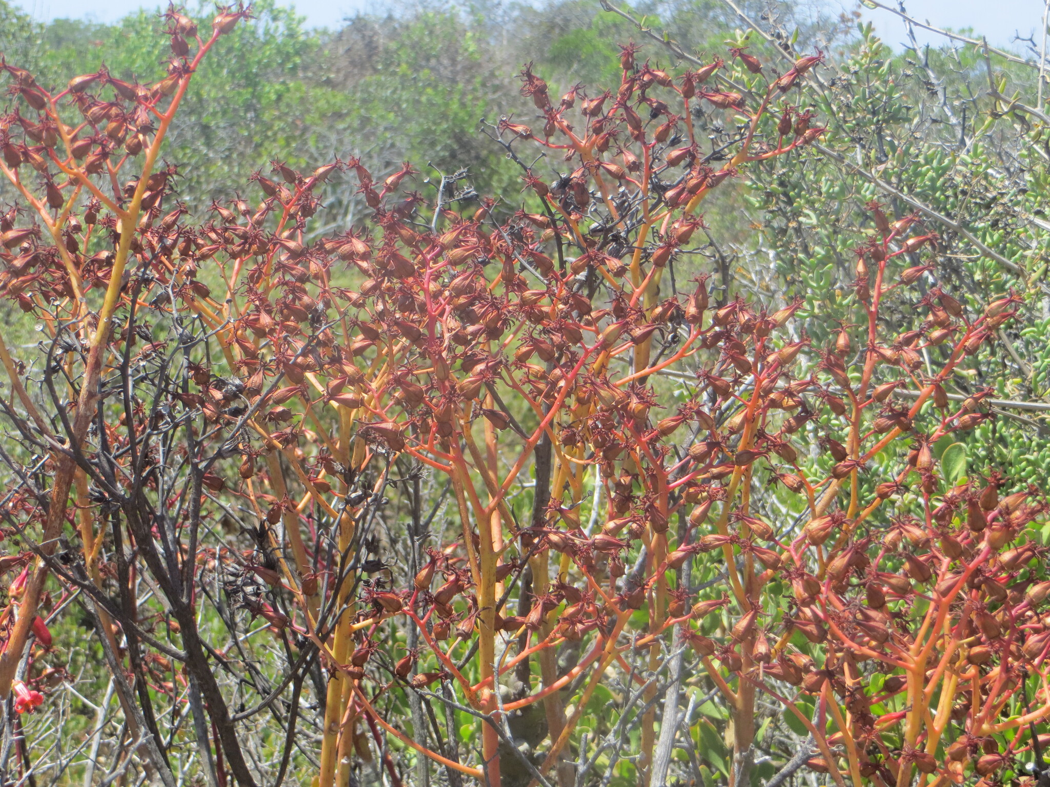 Imagem de Tylecodon paniculatus