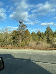 Juniperus virginiana virginiana