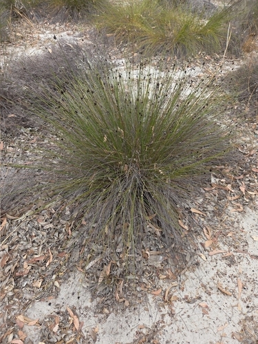 semaphore sedge (Mesomelaena pseudostygia)