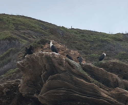 iNaturalist: (c) Johan Huisamen, some rights reserved (CC BY-NC), uploaded by Johan Huisamen iNaturalist image