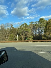 Juniperus virginiana virginiana