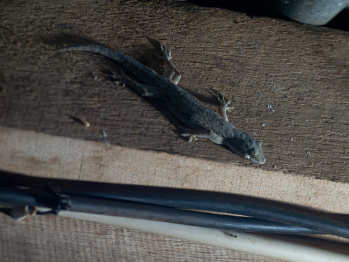 Hemidactylus platyurus