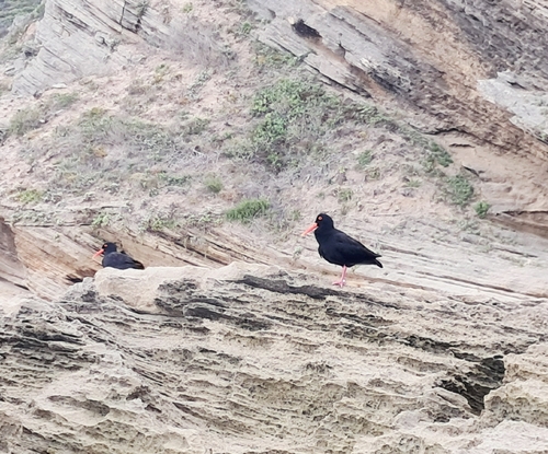 iNaturalist: (c) Johan Huisamen, some rights reserved (CC BY-NC), uploaded by Johan Huisamen iNaturalist image