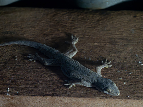 Hemidactylus platyurus