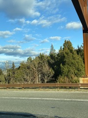 Juniperus virginiana virginiana