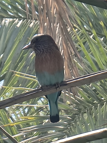 Indian Roller