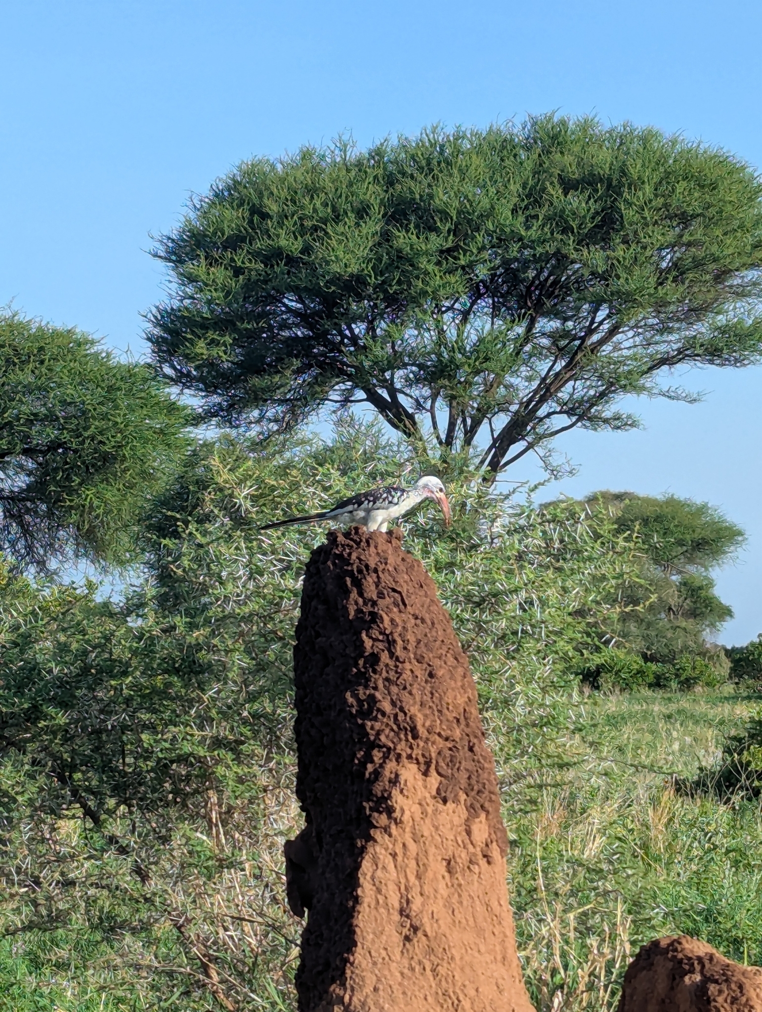 Northern Red-billed Hornbill (Tockus erythrorhynchus), photo 3
