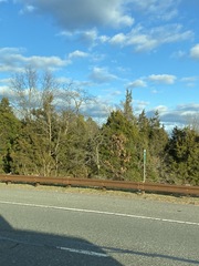 Juniperus virginiana virginiana