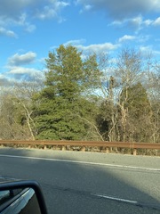 Juniperus virginiana virginiana