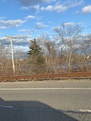 Juniperus virginiana virginiana