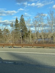 Juniperus virginiana virginiana