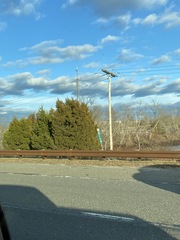 Juniperus virginiana virginiana