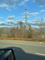 Juniperus virginiana virginiana