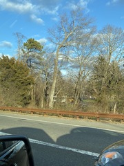 Juniperus virginiana virginiana