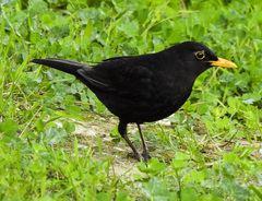 Turdus merula
