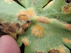 Aecidium ranunculi-insignis