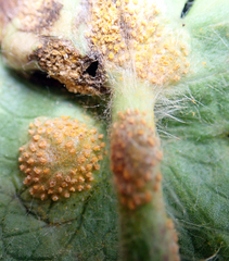 Aecidium ranunculi-insignis