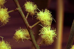 Acacia cognata