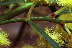 Acacia cognata