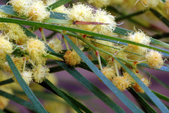 Acacia cognata