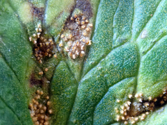 Aecidium ranunculi-insignis