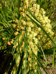 Acacia cognata